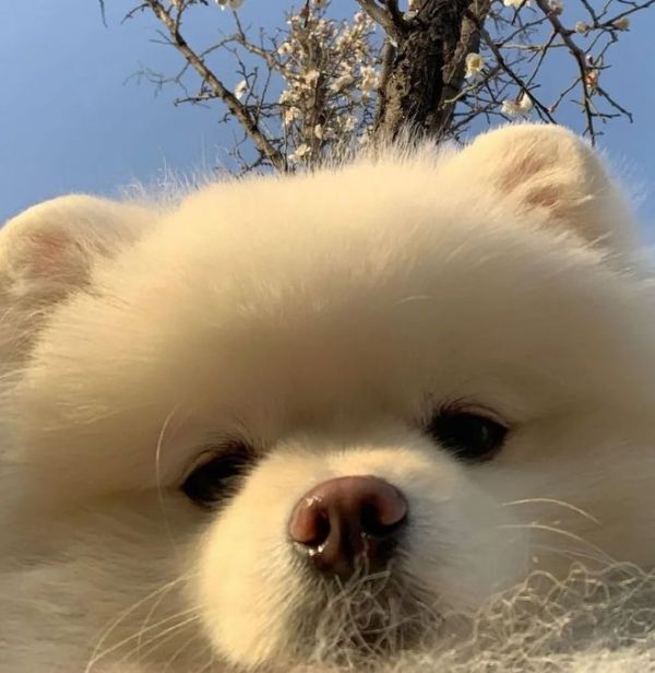 最新萌萌萌的宠物头像