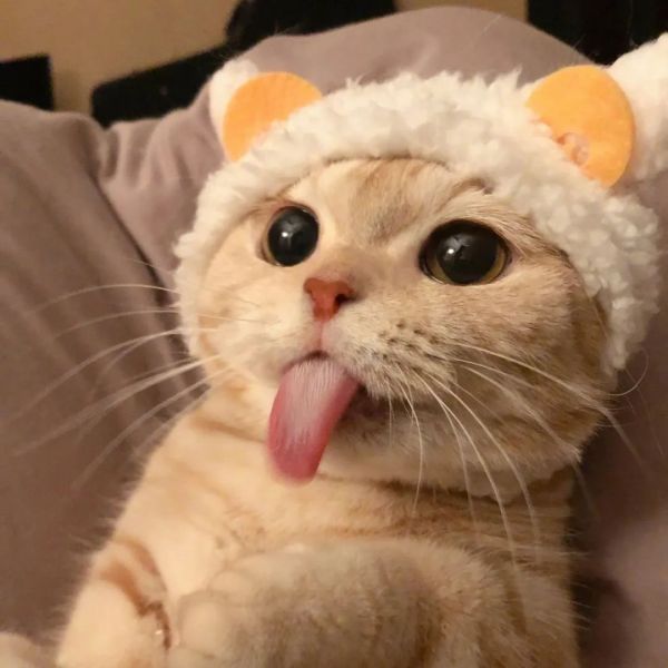宠物头像大全超可爱猫咪狗狗头像