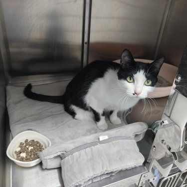 医院里的猫咪日常