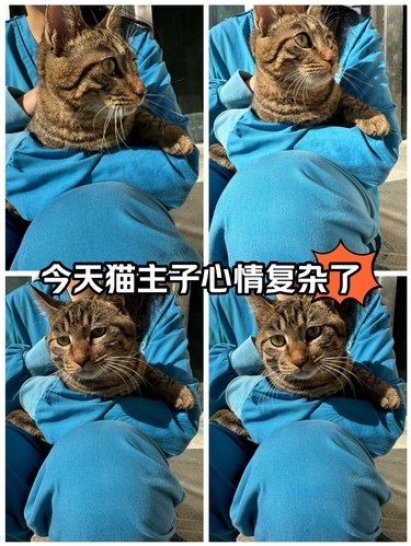 喵星人健康守护站 | [科道动物医院]体验