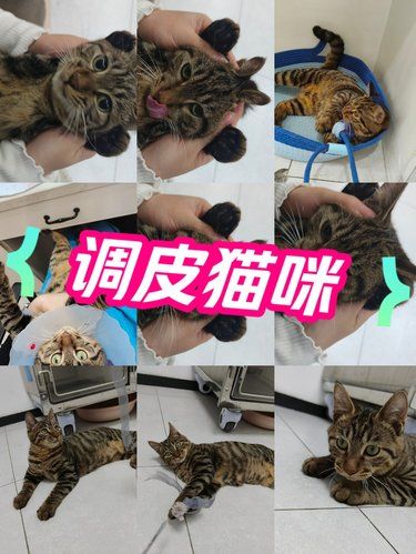 今天碰到了宠物医院的院霸，新奇太新奇了！