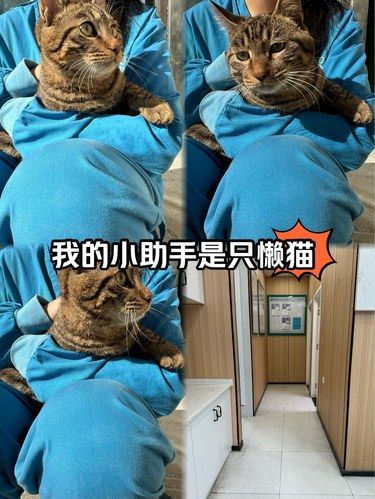 动物医院的小助手，竟然是只猫！！！