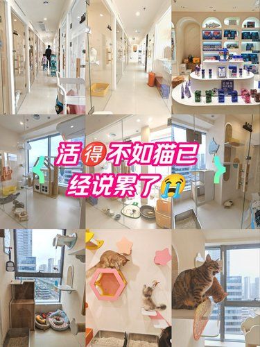 猫猫都住上专门的观景酒店了[惊叹]！