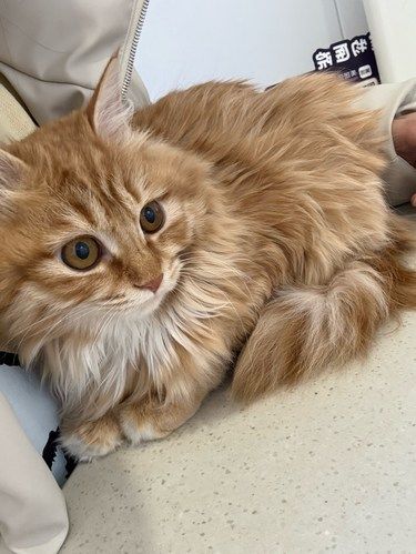 宝藏店的小猫咪