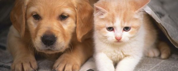 猫呕吐怎么办 猫吐了怎么办