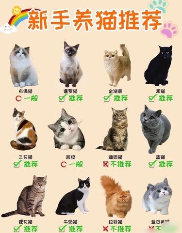 《新手养猫推荐 | 这些猫咪适合你吗？》