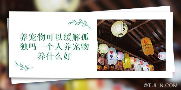 养宠物可以缓解孤独吗一个人养宠物养什么好