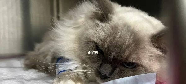 猫咪怀孕会吐吗（揭秘猫咪怀孕期间的常见反应与应对方法）