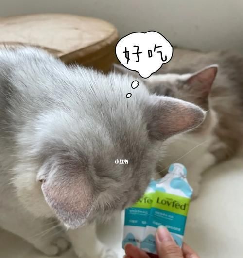 猫咪怀孕会吐吗（揭秘猫咪怀孕期间的常见反应与应对方法）