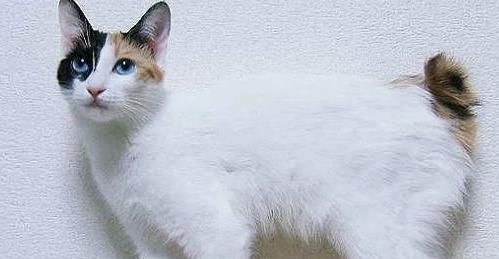 猫咪怀孕会吐吗（揭秘猫咪怀孕期间的常见反应与应对方法）