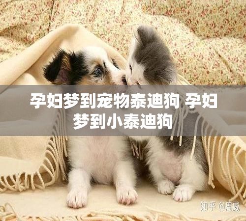 孕妇梦到宠物泰迪狗 孕妇梦到小泰迪狗