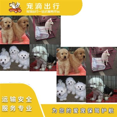 宠物托运 宠物运输 省内运输宠物 宠物长途运输 全程无忧