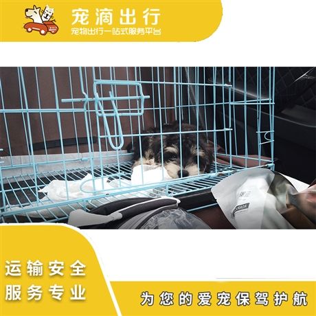 宠物托运 托运宠物猫 托运宠物狗 猫狗专车托运 支持免费上门接送