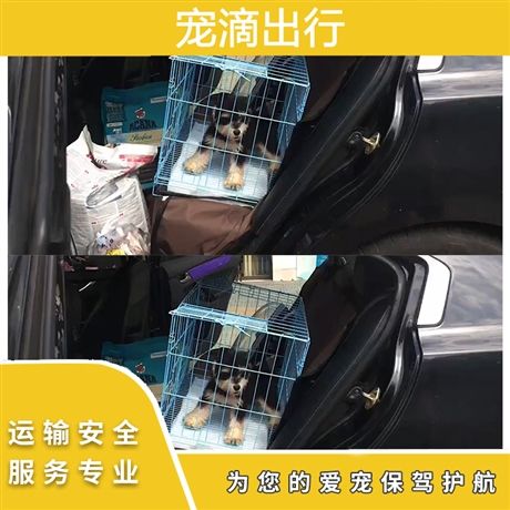 宠物国内托运 宠物国际托运 宠物运输手续代办 宠物运输平台 