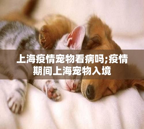 上海疫情宠物看病吗;疫情期间上海宠物入境