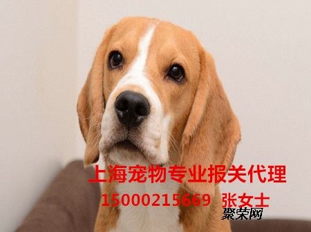 入境上海宠物猫狗报关方法