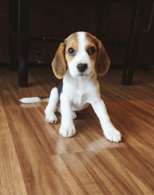 普罗特猎犬饲养指南:关键要点大揭秘!