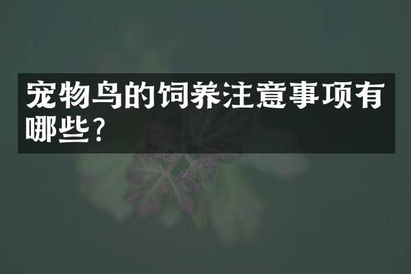 宠物鸟的饲养注意事项有哪些？