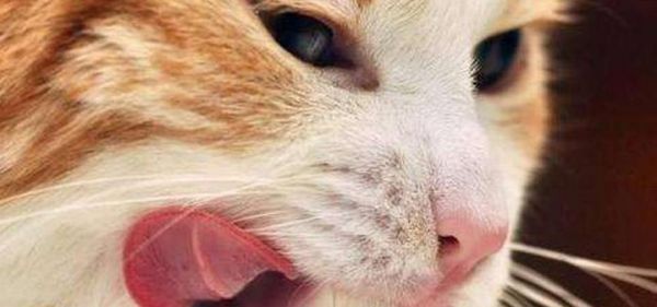 小猫不吃东西总叫，让主人焦虑不安（宠物的健康重于一切）