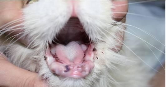 猫咪出血不止，如何救治（宠物出血必备的急救知识）