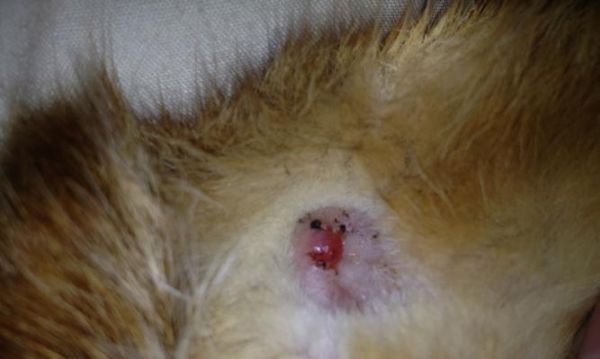猫咪出血不止，如何救治（宠物出血必备的急救知识）