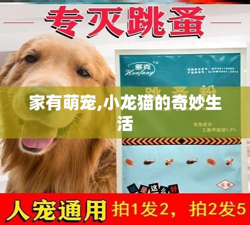 家有萌宠,小龙猫的奇妙生活