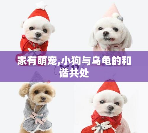 家有萌宠,小狗与乌龟的和谐共处