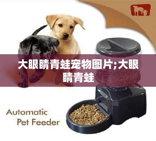 大眼睛青蛙宠物图片;大眼睛青蛙