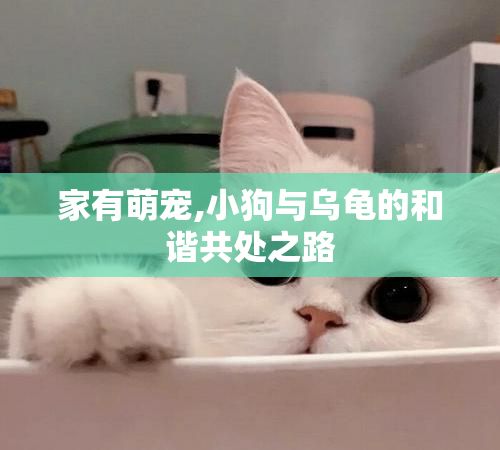 家有萌宠,小狗与乌龟的和谐共处之路