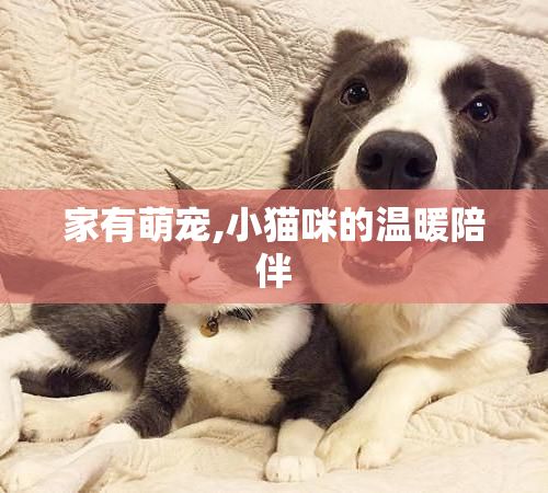 家有萌宠,小猫咪的温暖陪伴