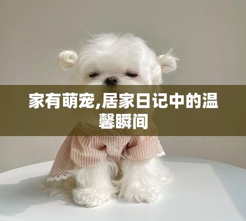家有萌宠,居家日记中的温馨瞬间