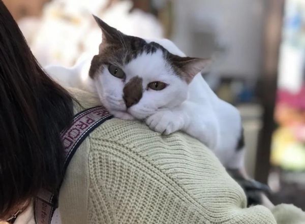 为什么大猫喜欢骑小猫（探秘宠物世界中的奇妙现象）