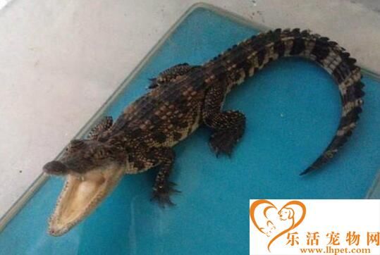 宠物鳄鱼怎么养 先准备一个比较大的缸