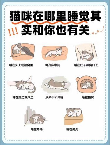猫咪在哪里睡觉？跟你很有关系哦