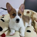 家有萌宠