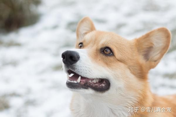 怎么给狗狗补钙（狗狗补钙吃什么食物最好最快）-硒宝网