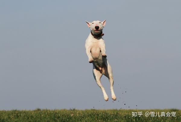 怎么给狗狗补钙（狗狗补钙吃什么食物最好最快）-硒宝网