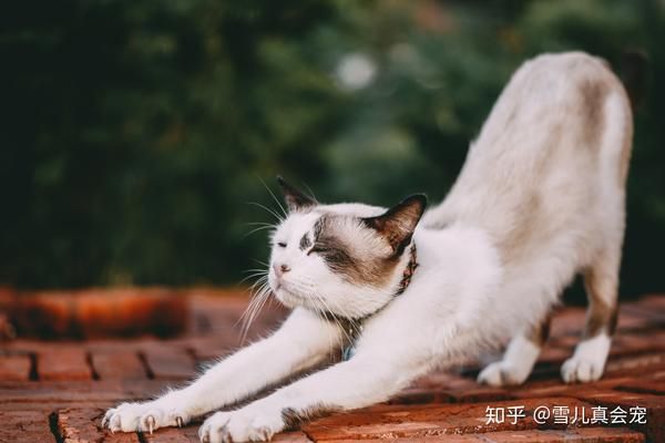 怎么给狗狗补钙（狗狗补钙吃什么食物最好最快）-硒宝网