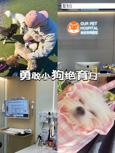 不愧是上海宠物医院天花板‼️医保定点超靠谱
