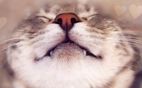 可爱超萌小奶猫电脑壁纸下载_高清桌面壁纸动物壁纸,可爱超萌小奶猫电脑壁纸下载_高清桌面壁纸图片,可爱超萌小奶猫电脑壁纸下载_高清桌面壁纸剧照