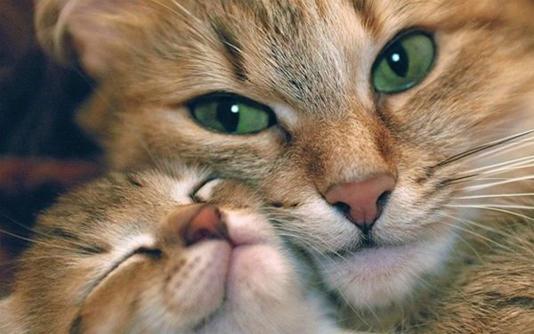 可爱超萌小奶猫电脑壁纸下载_高清桌面壁纸动物壁纸,可爱超萌小奶猫电脑壁纸下载_高清桌面壁纸图片,可爱超萌小奶猫电脑壁纸下载_高清桌面壁纸剧照