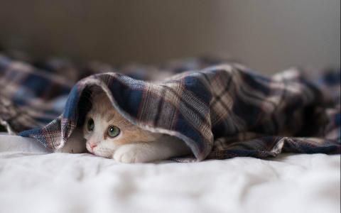 可爱超萌小奶猫电脑壁纸下载_高清桌面壁纸动物壁纸,可爱超萌小奶猫电脑壁纸下载_高清桌面壁纸图片,可爱超萌小奶猫电脑壁纸下载_高清桌面壁纸剧照