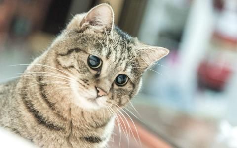 可爱超萌小奶猫电脑壁纸下载_高清桌面壁纸动物壁纸,可爱超萌小奶猫电脑壁纸下载_高清桌面壁纸图片,可爱超萌小奶猫电脑壁纸下载_高清桌面壁纸剧照