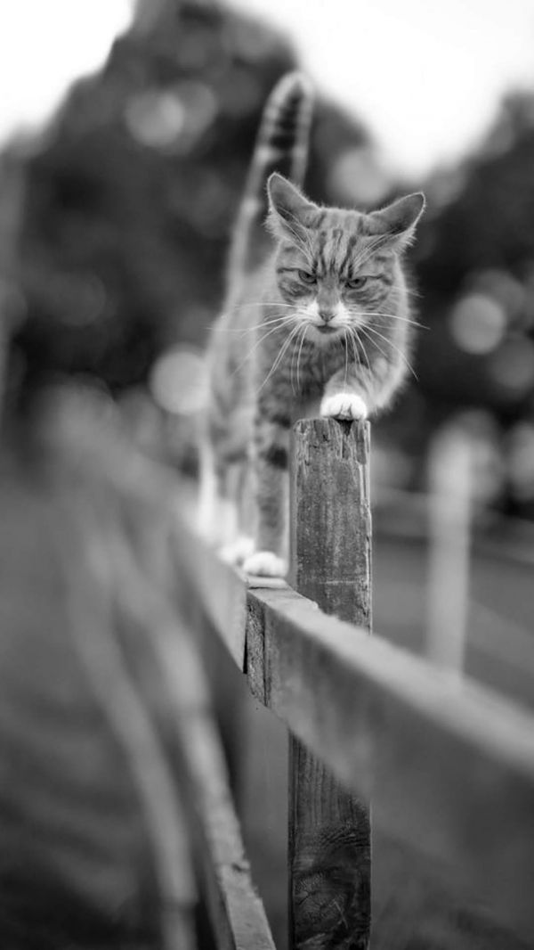 可爱超萌小奶猫电脑壁纸下载_高清桌面壁纸高清动物手机壁纸,可爱超萌小奶猫电脑壁纸下载_高清桌面壁纸图片,可爱超萌小奶猫电脑壁纸下载_高清桌面壁纸剧照