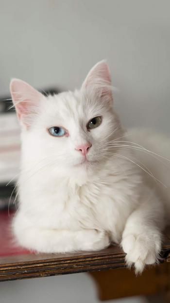 可爱超萌小奶猫电脑壁纸下载_高清桌面壁纸高清动物手机壁纸,可爱超萌小奶猫电脑壁纸下载_高清桌面壁纸图片,可爱超萌小奶猫电脑壁纸下载_高清桌面壁纸剧照