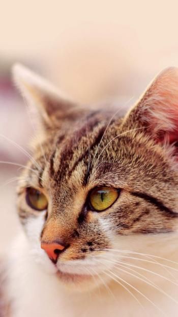 可爱超萌小奶猫电脑壁纸下载_高清桌面壁纸高清动物手机壁纸,可爱超萌小奶猫电脑壁纸下载_高清桌面壁纸图片,可爱超萌小奶猫电脑壁纸下载_高清桌面壁纸剧照