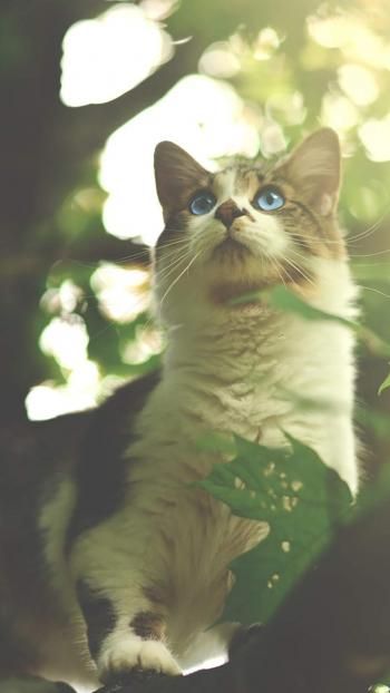可爱超萌小奶猫电脑壁纸下载_高清桌面壁纸高清动物手机壁纸,可爱超萌小奶猫电脑壁纸下载_高清桌面壁纸图片,可爱超萌小奶猫电脑壁纸下载_高清桌面壁纸剧照