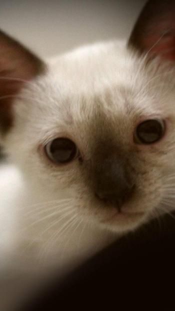 可爱超萌小奶猫电脑壁纸下载_高清桌面壁纸高清动物手机壁纸,可爱超萌小奶猫电脑壁纸下载_高清桌面壁纸图片,可爱超萌小奶猫电脑壁纸下载_高清桌面壁纸剧照