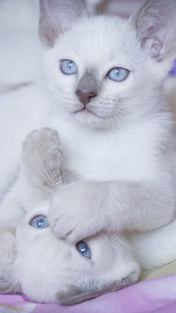 可爱超萌小奶猫电脑壁纸下载_高清桌面壁纸高清动物手机壁纸,可爱超萌小奶猫电脑壁纸下载_高清桌面壁纸图片,可爱超萌小奶猫电脑壁纸下载_高清桌面壁纸剧照