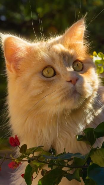 可爱超萌小奶猫电脑壁纸下载_高清桌面壁纸高清动物手机壁纸,可爱超萌小奶猫电脑壁纸下载_高清桌面壁纸图片,可爱超萌小奶猫电脑壁纸下载_高清桌面壁纸剧照